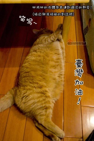 台灣貓